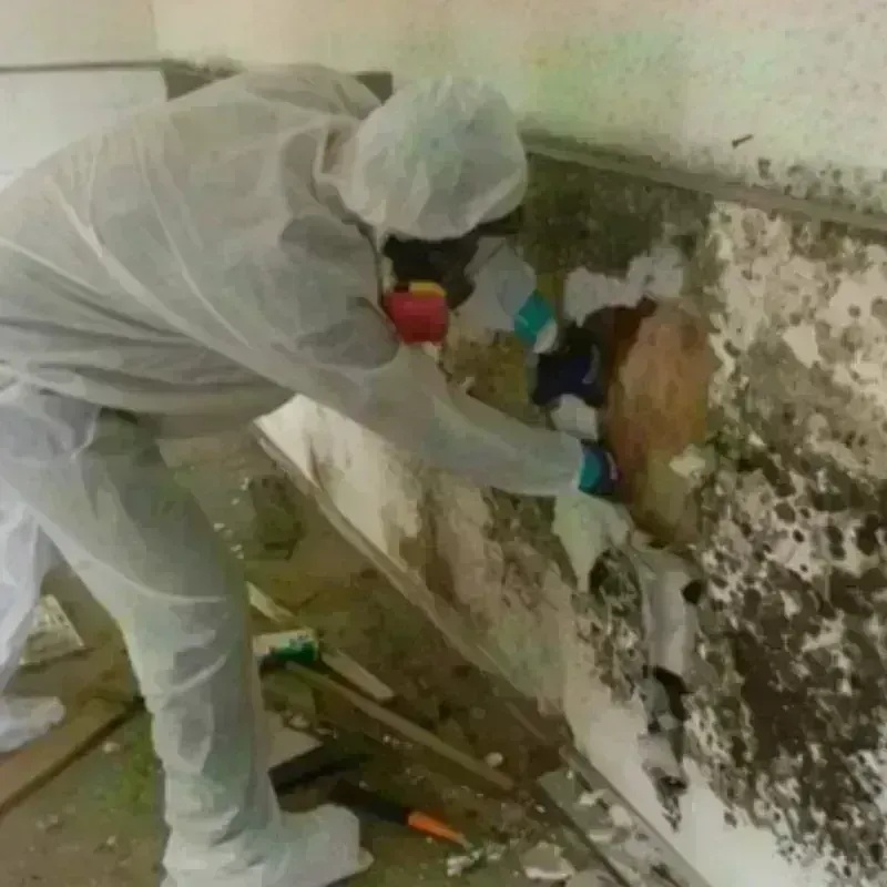 Mold Remediation and Removal in Darby, PA